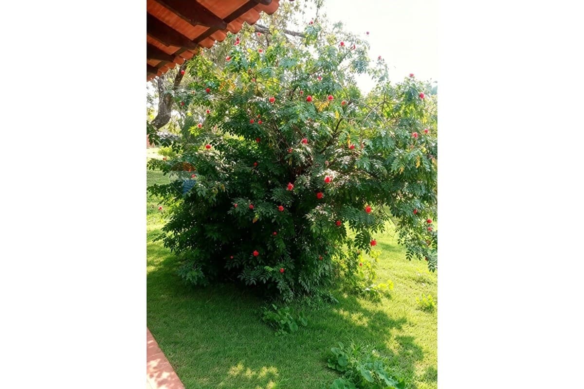 Casa en Dr. Antolín Irala c/ Lapacho - foto 6